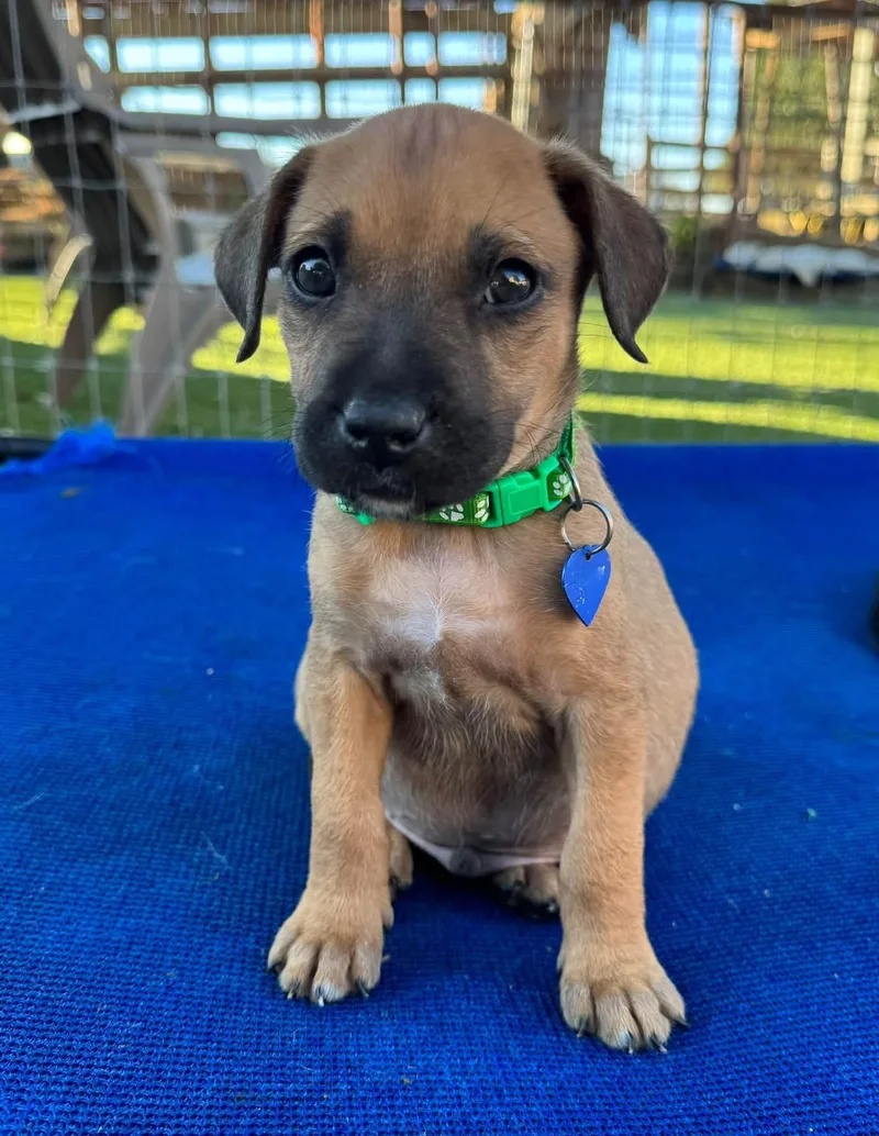 A baby medium-sized male Black Mouth Cur dog named Charlie for adoption in Southlake, TX
