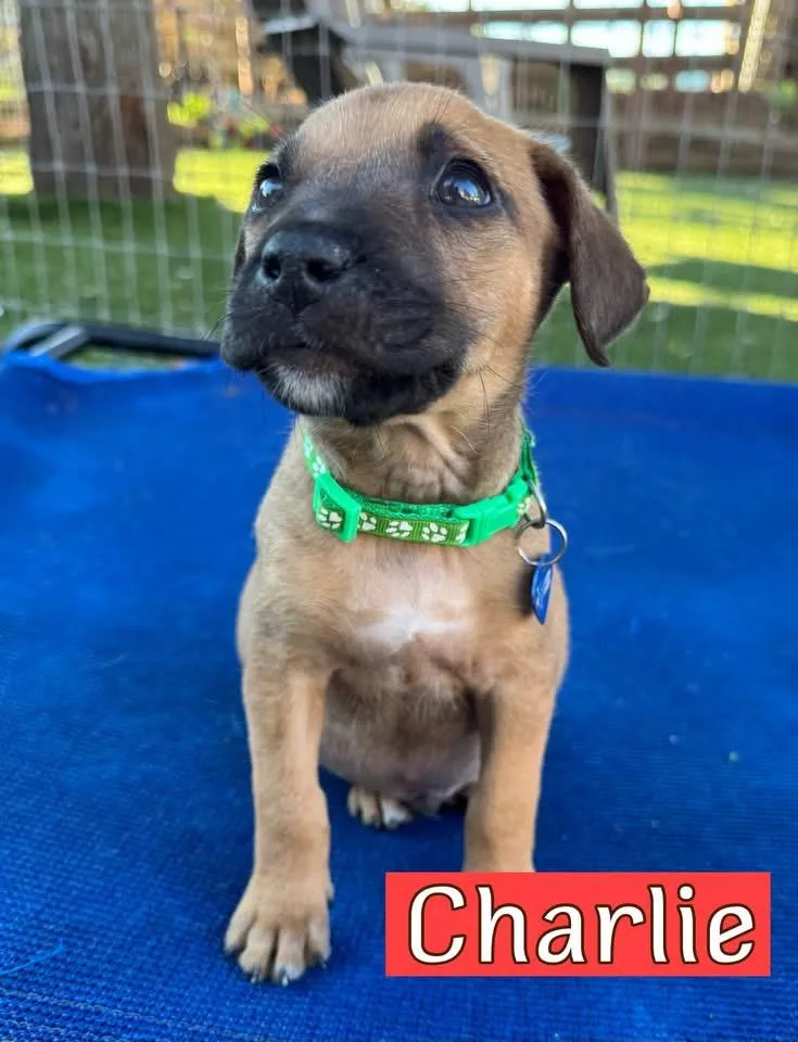 Charlie thumbnail 3