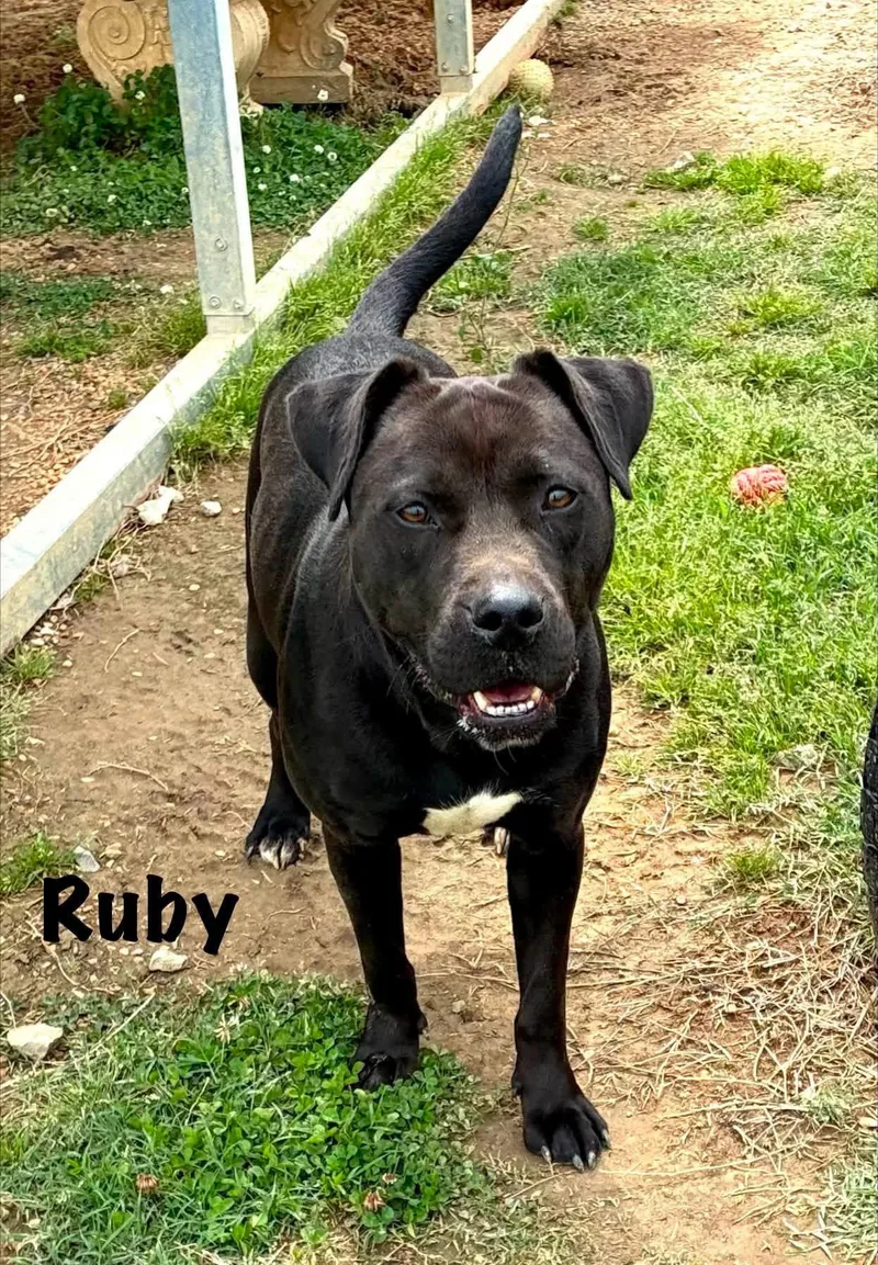 An adult large-sized female Black Labrador Retriever dog named Ruby for adoption in Senatobia, MS