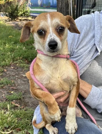 A young small-sized male Chihuahua dog named Robbins for adoption in Oakland, CA