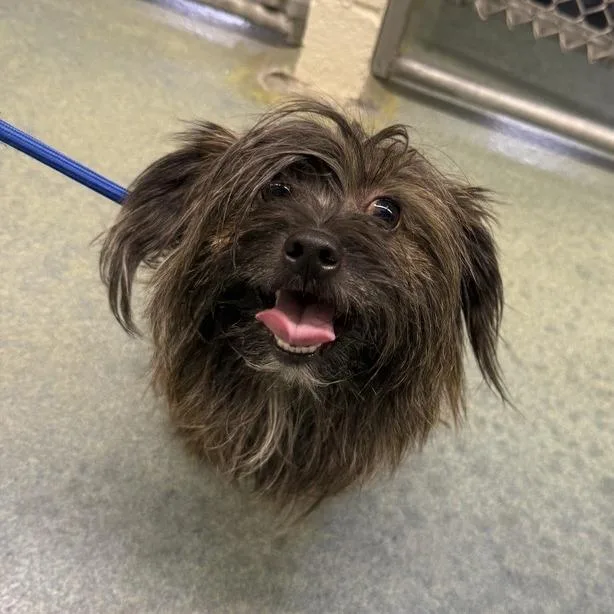 An adult small-sized male Brown / Chocolate Shih Tzu dog named Pappy for adoption in Birdsboro, PA