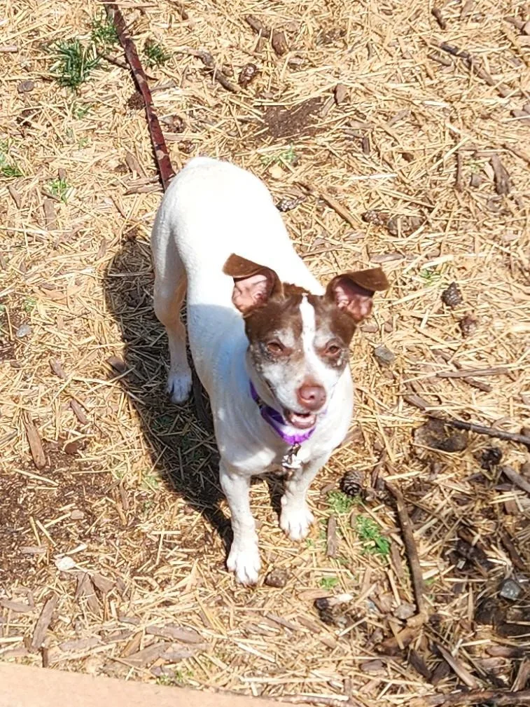 An adult small-sized female Brown / Chocolate Beagle dog named Chloe Jane for adoption in Troutman, NC