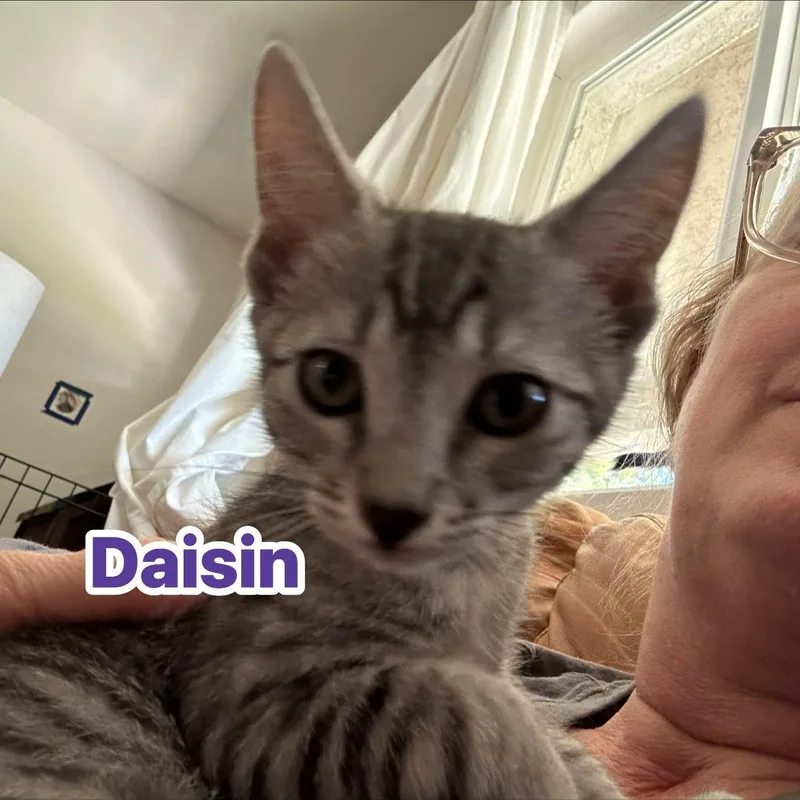 A baby medium-sized male Tabby (Gray / Blue / Silver) Domestic Short Hair cat named Daisin for adoption in Queen Creek, AZ