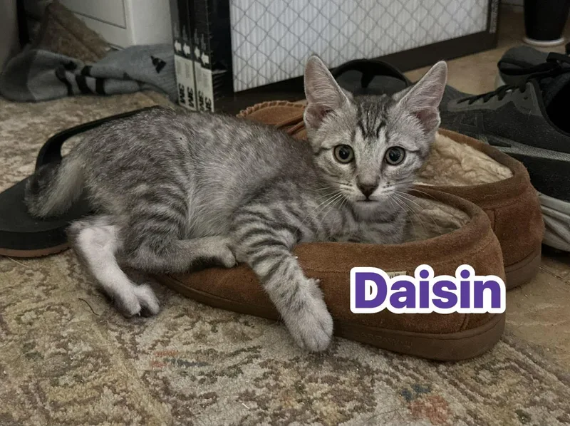 Daisin thumbnail 2
