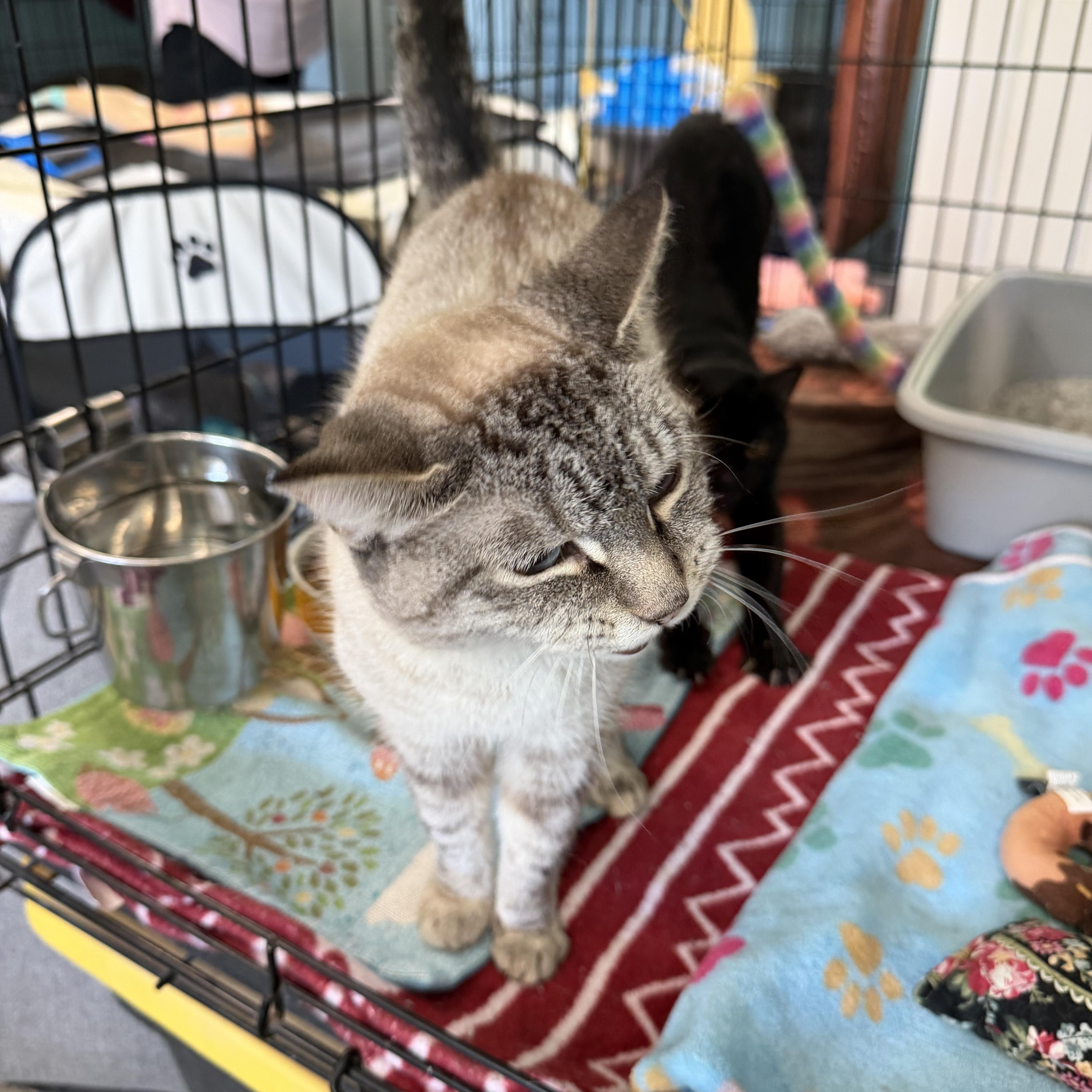 A young medium-sized female Domestic Short Hair cat named Minks And Gretchen for adoption in Warren, OH