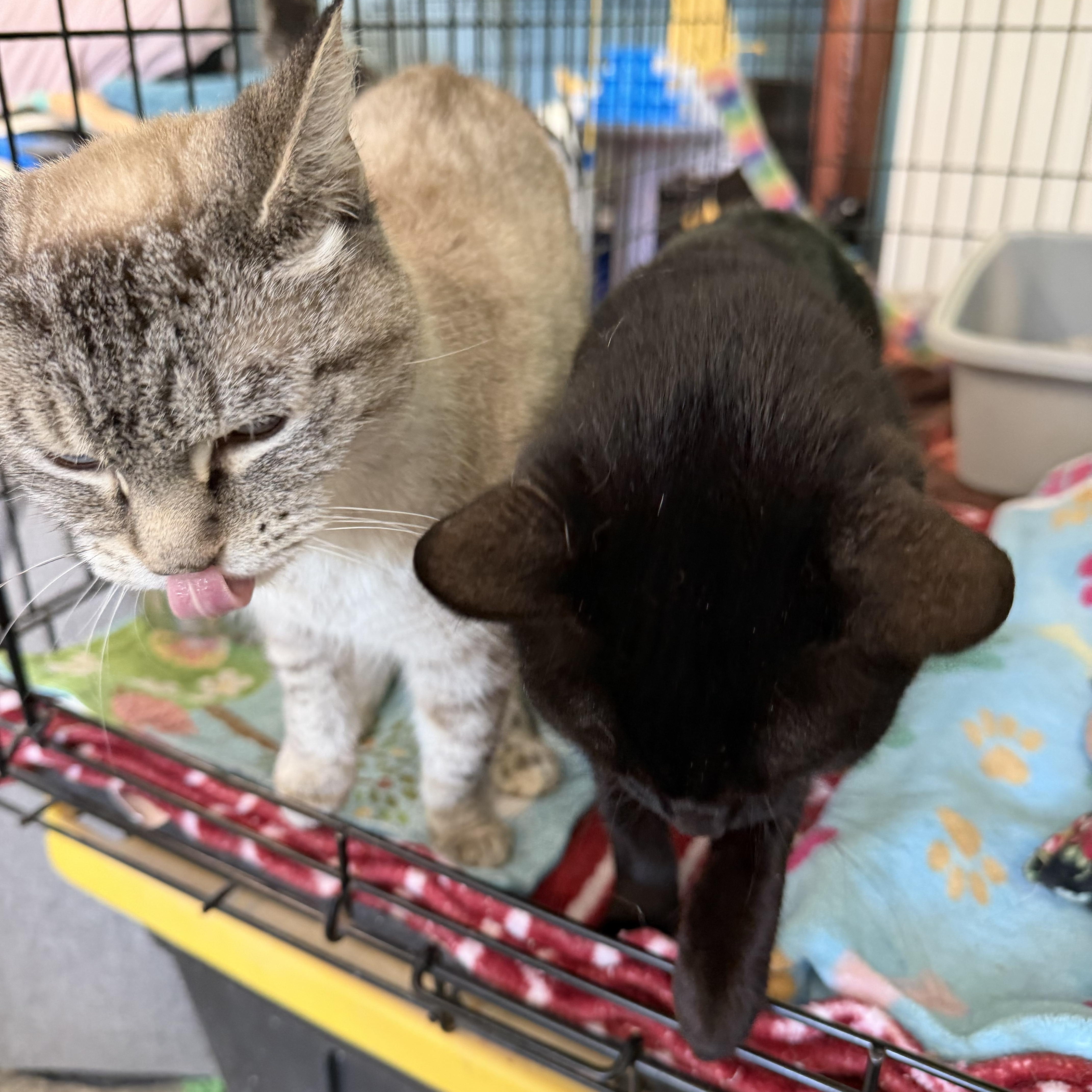 Minks And Gretchen thumbnail 4