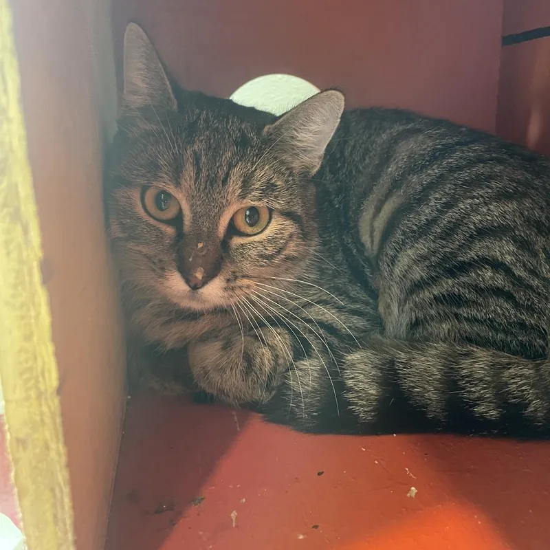 An adult small-sized female Domestic Short Hair cat named Kitlin for adoption in West Des Moines, IA
