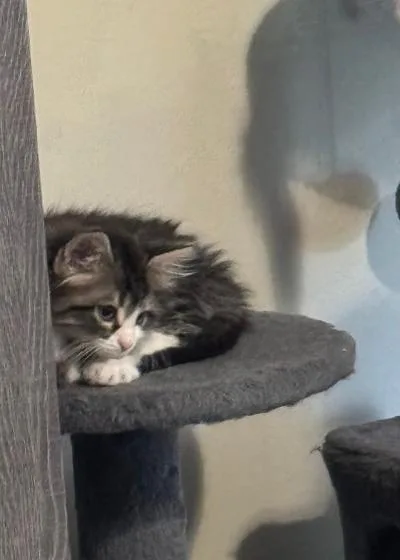 A baby medium-sized female Tabby (Brown / Chocolate) Domestic Long Hair cat named Bellair for adoption in Mokena, IL