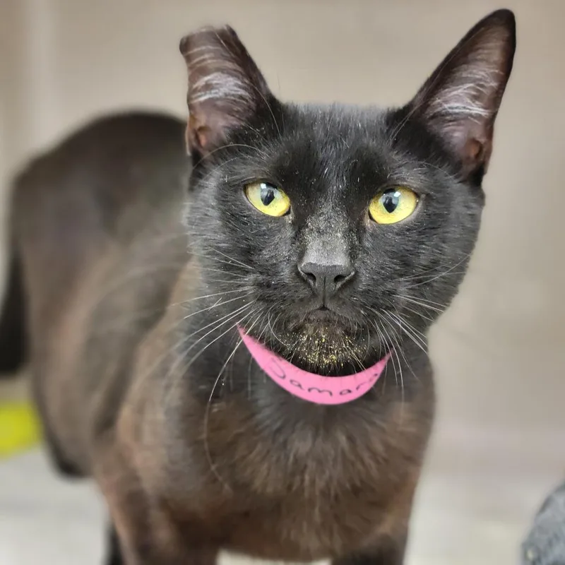An adult medium-sized female Black Domestic Short Hair cat named Samara for adoption in Sarasota, FL