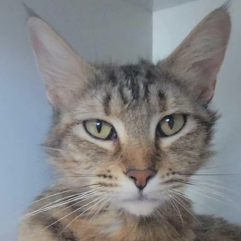 A young medium-sized female Brown / Chocolate Domestic Long Hair cat named Daisy for adoption in Redwood City, CA
