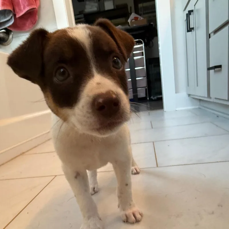 A baby medium-sized female White / Cream Mixed Breed dog named Maggie for adoption in Southside, TN