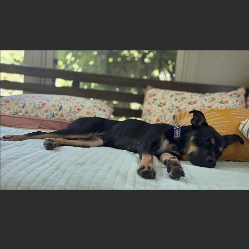 Pippa thumbnail 2