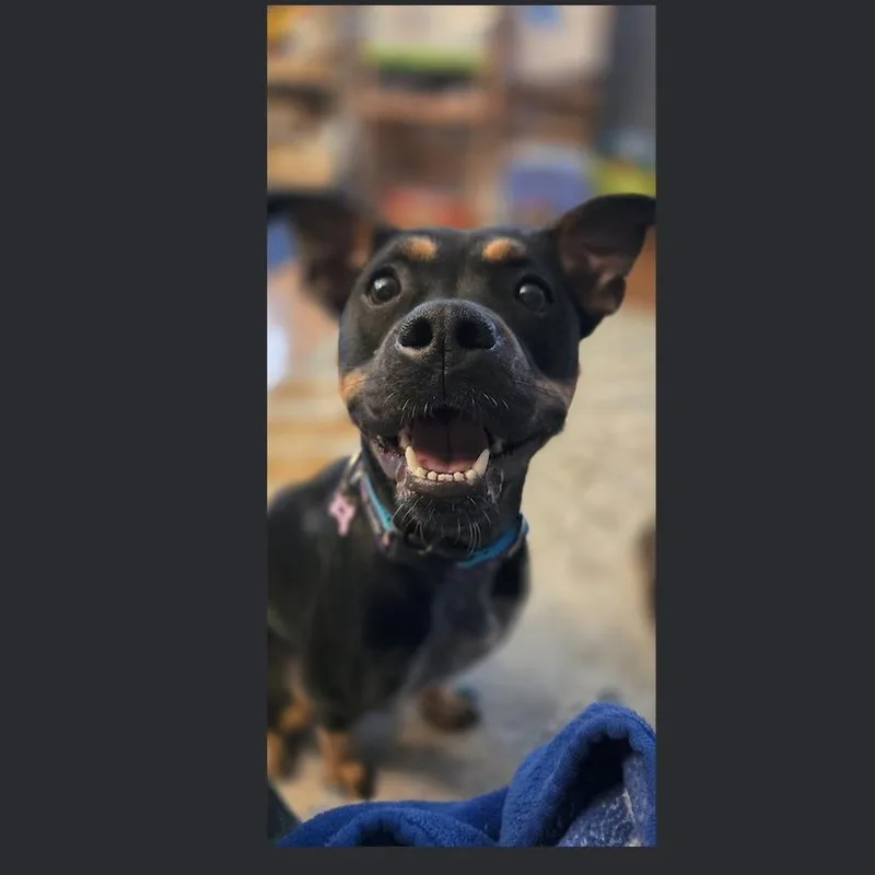 Pippa thumbnail 3