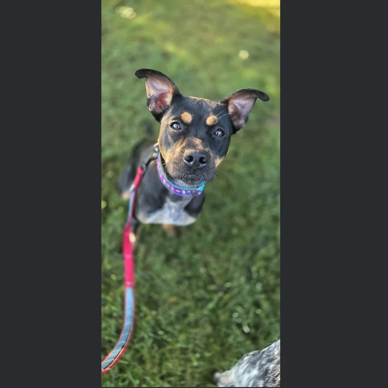 Pippa thumbnail 4