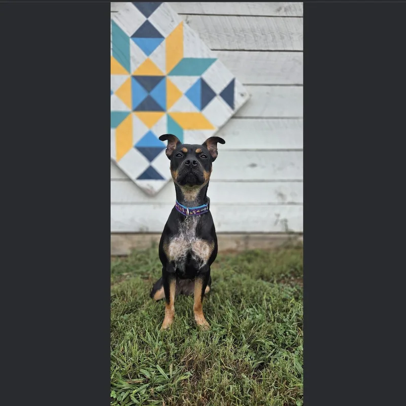 Pippa thumbnail 5