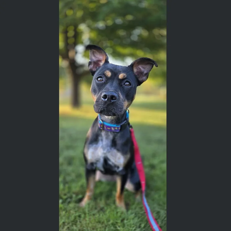 Pippa thumbnail 6