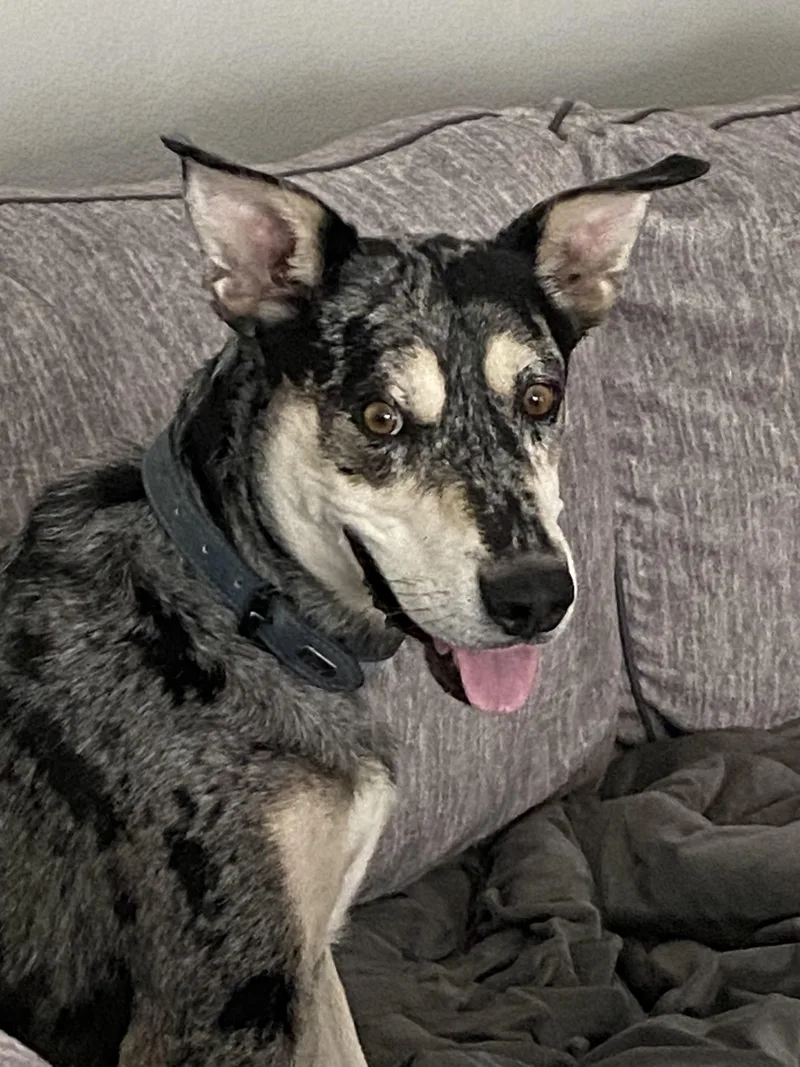 Bugs  Courtesy Listing thumbnail 2