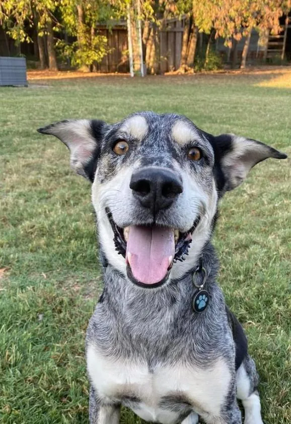 Bugs  Courtesy Listing