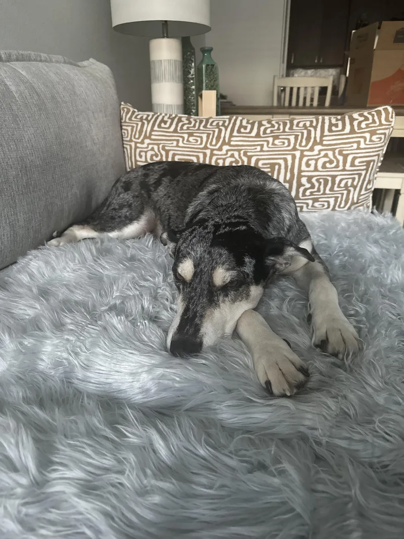 Bugs  Courtesy Listing thumbnail 3