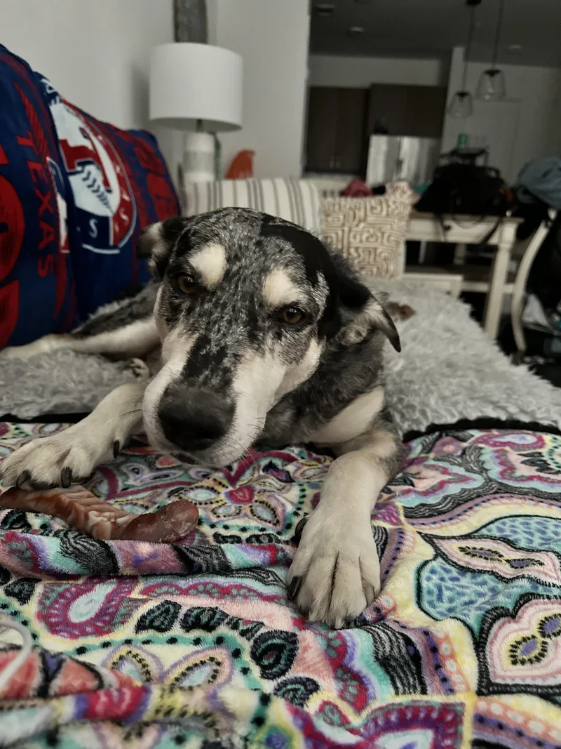 Bugs  Courtesy Listing thumbnail 5