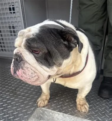An adult medium-sized male English Bulldog dog named Herman for adoption in Fort Lauderdale, FL