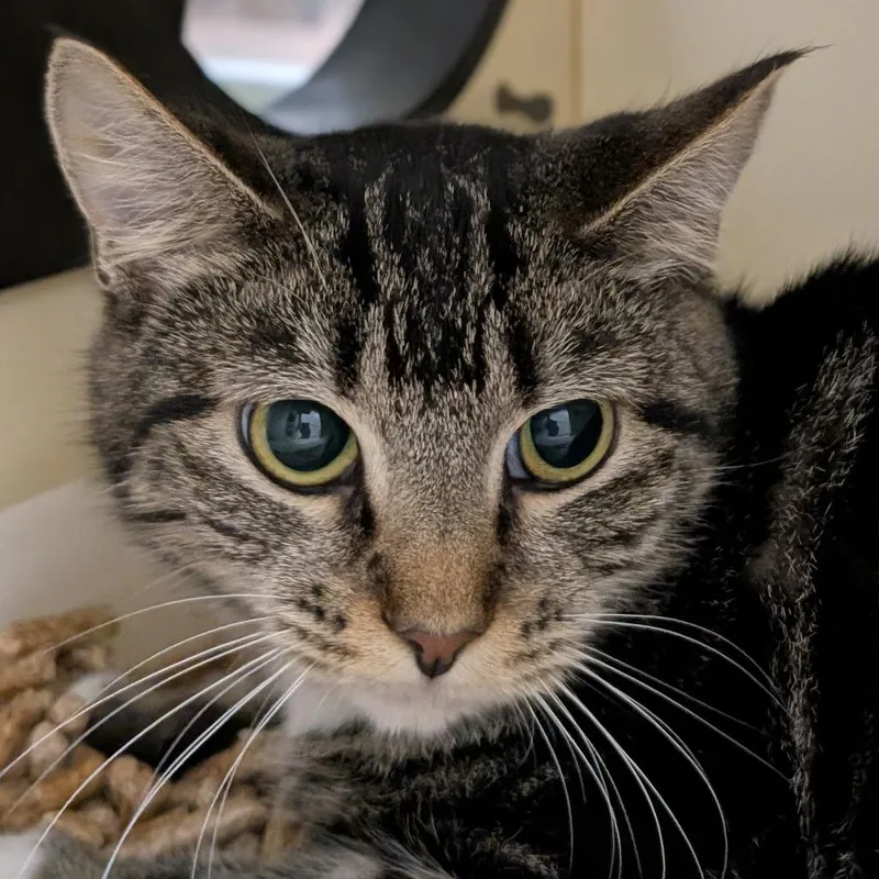 An adult medium-sized female Brown / Chocolate Domestic Short Hair cat named Angler Fish for adoption in Thomaston, ME