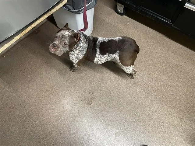An adult medium-sized female Pit Bull Terrier dog named Brown Butterfly for adoption in Aurora, IL