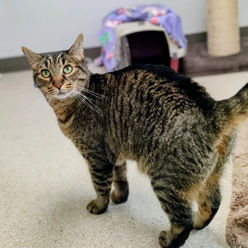 Foosball thumbnail 4