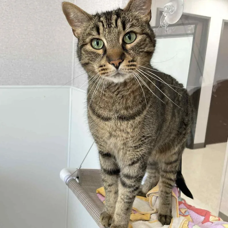 Foosball thumbnail 6