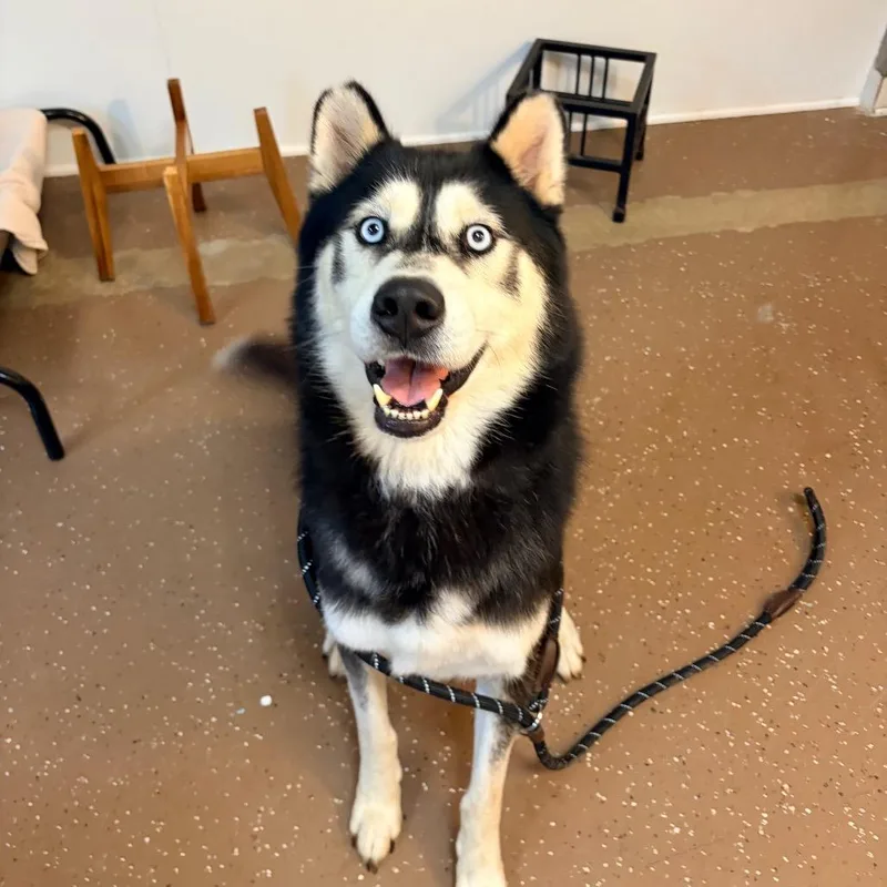An adult large-sized male Black Husky dog named John Snow for adoption in Belleville, IL