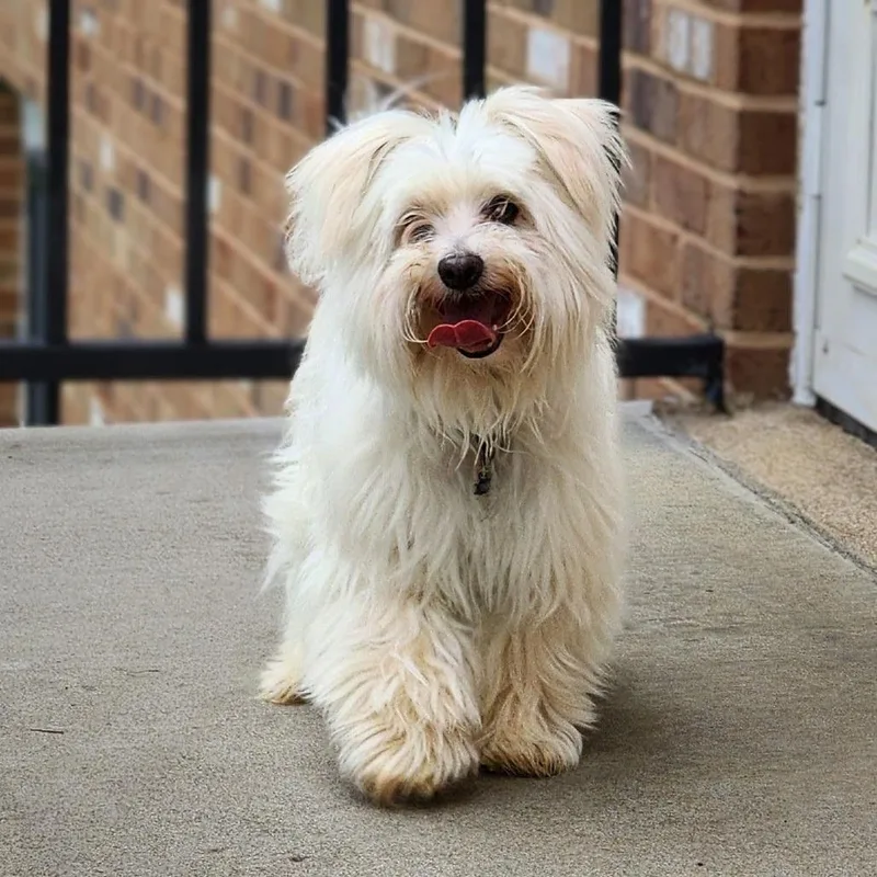A senior small-sized male Maltese dog named Ollie for adoption in Toms Brook, VA