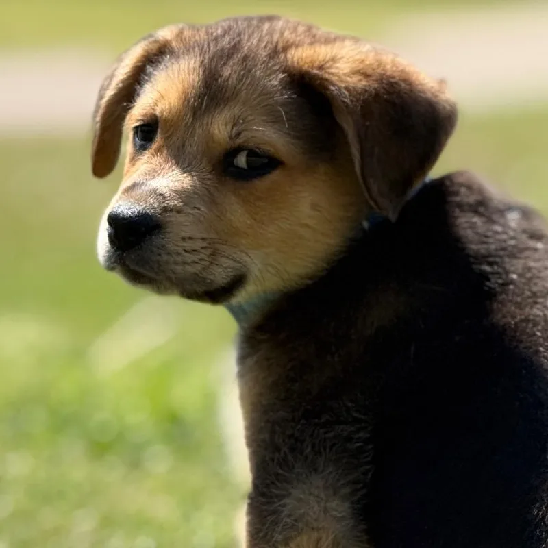 A baby medium-sized male Black Shepherd dog named Buddy for adoption in Huntsville, AL
