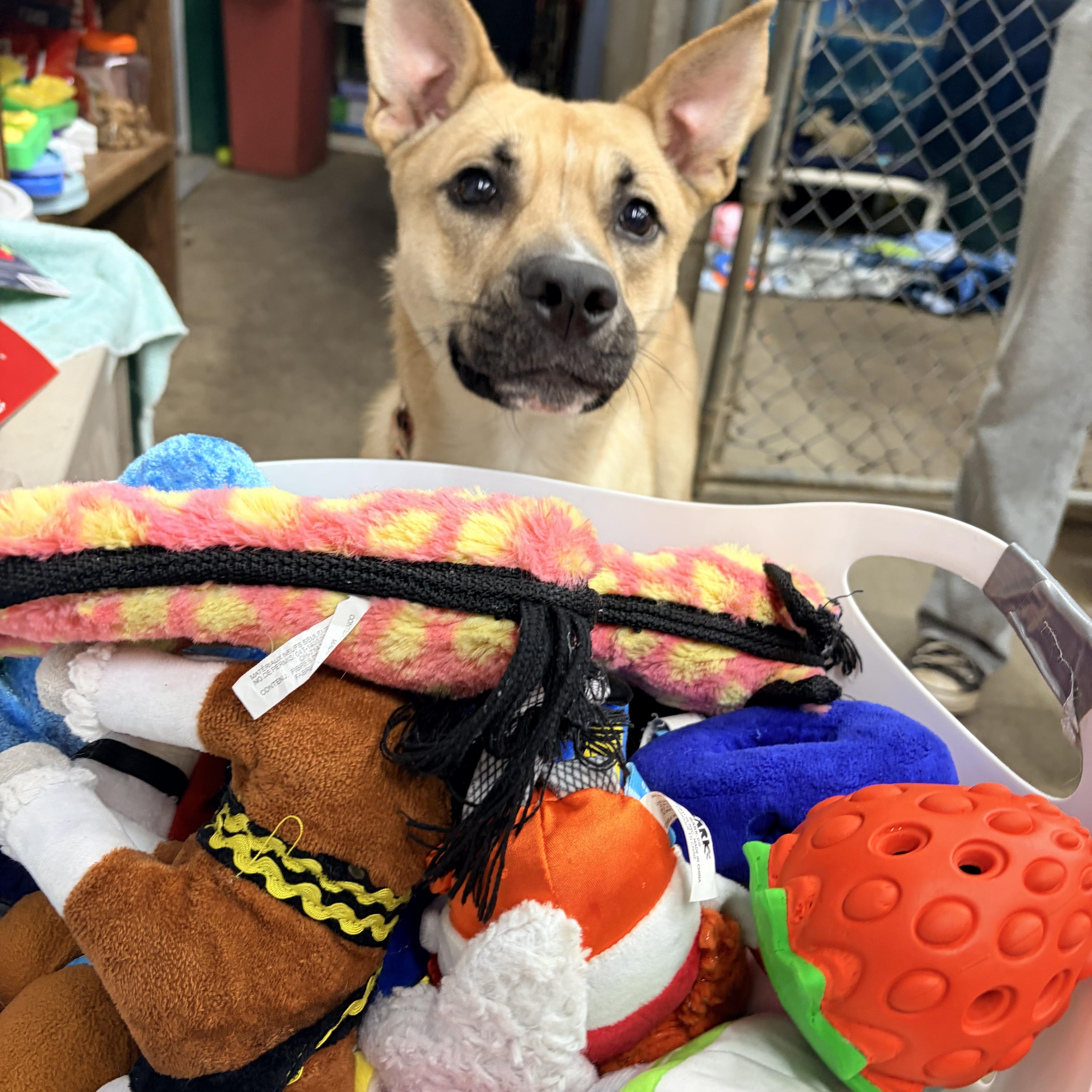 A young medium-sized female Shepherd dog named Inara for adoption in White Oak, PA