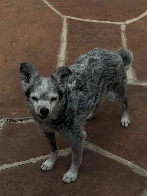 Drago