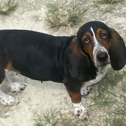 A young medium-sized female Tricolor (Brown, Black, & White) Basset Hound dog named Mouse for adoption in Auburndale, FL