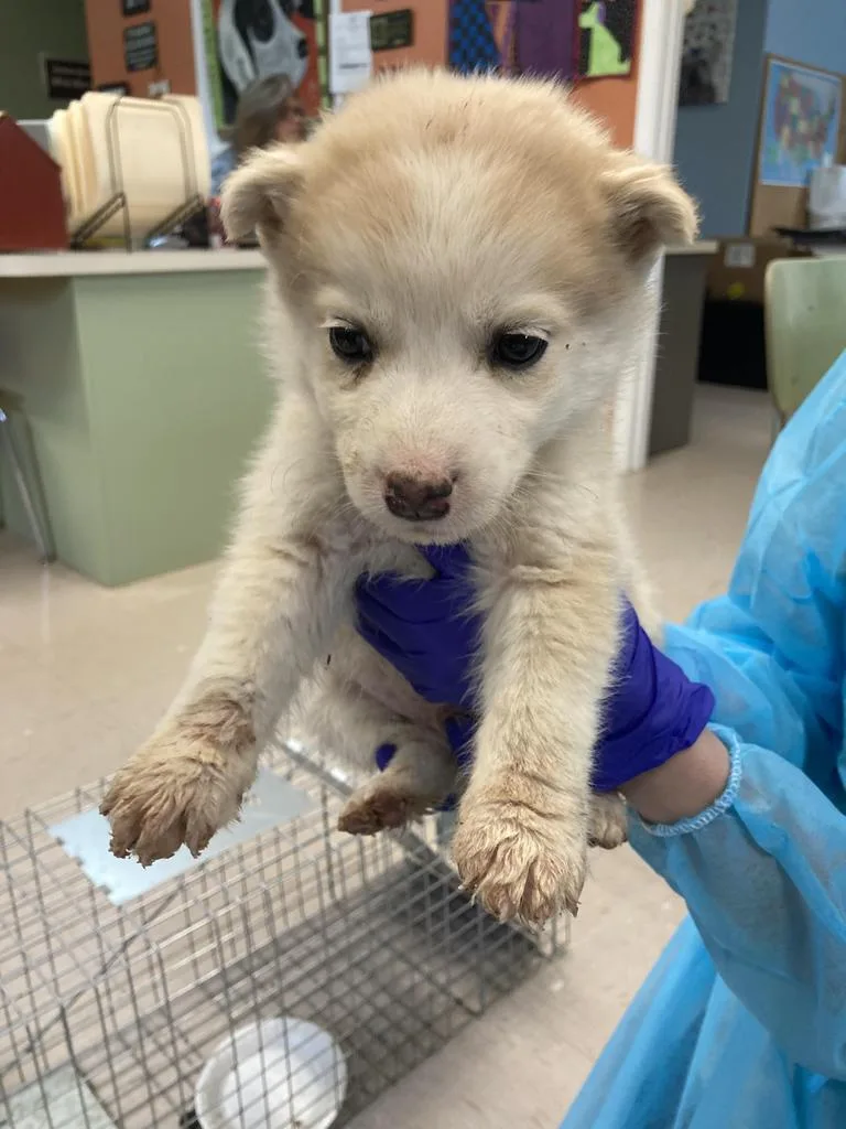 A baby small-sized male Husky dog named Mayhew for adoption in Burnsville, NC