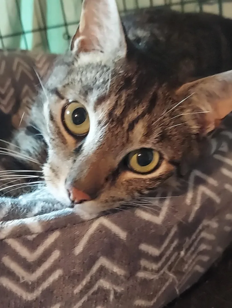An adult medium-sized male Tabby (Brown / Chocolate) Domestic Short Hair cat named Copy Cat for adoption in Philadelphia, PA