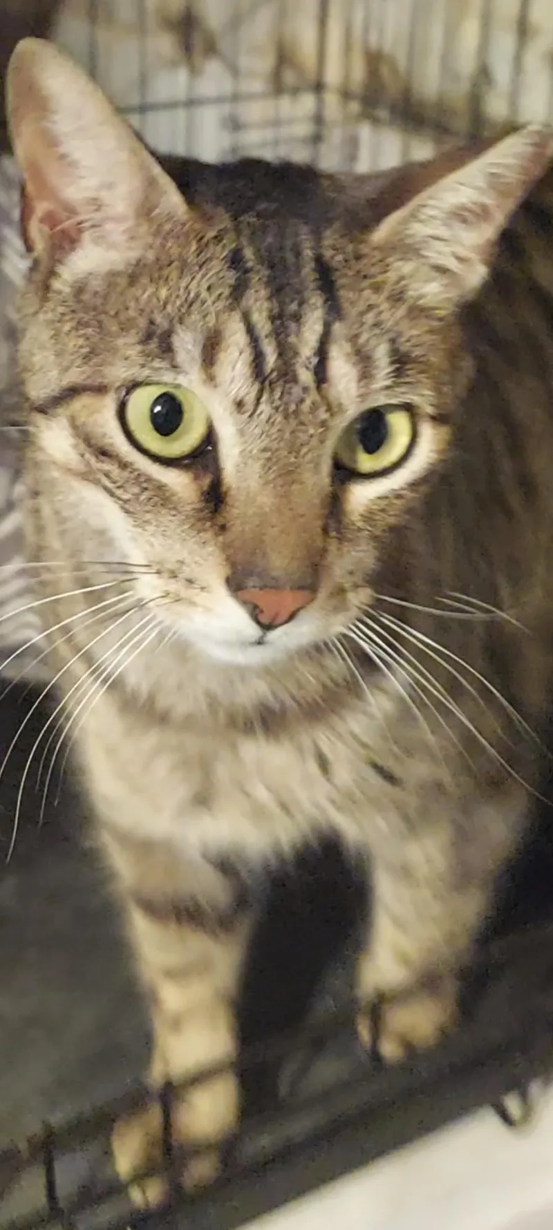 Copy Cat thumbnail 3
