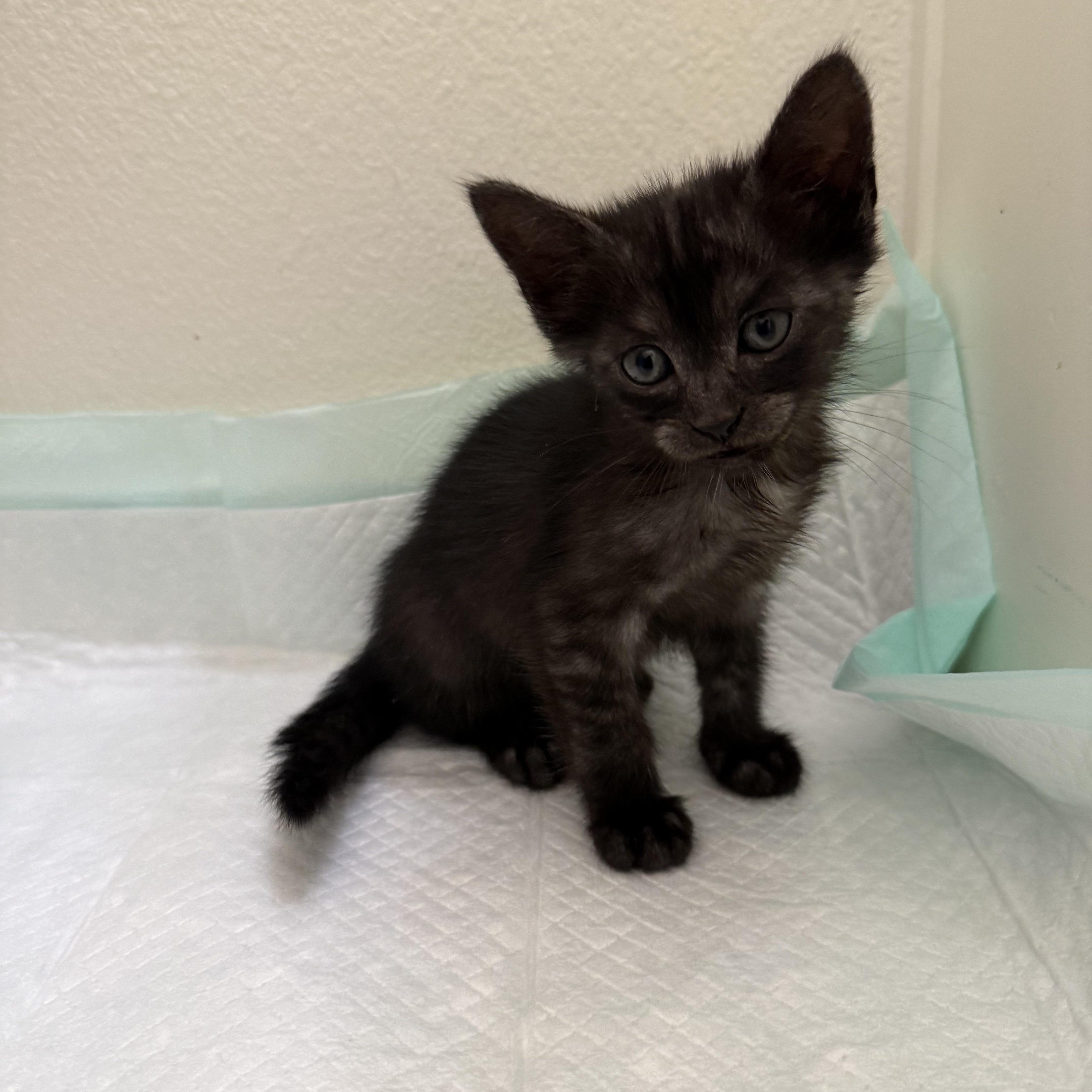 A baby medium-sized female Gray / Blue / Silver Domestic Short Hair cat named Dusk for adoption in Bryan, TX
