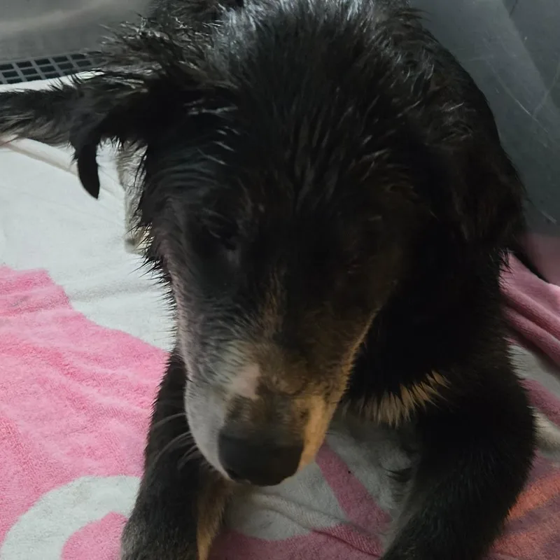 An adult medium-sized male Black Mixed Breed dog named Bristol Boy for adoption in Philadelphia, PA