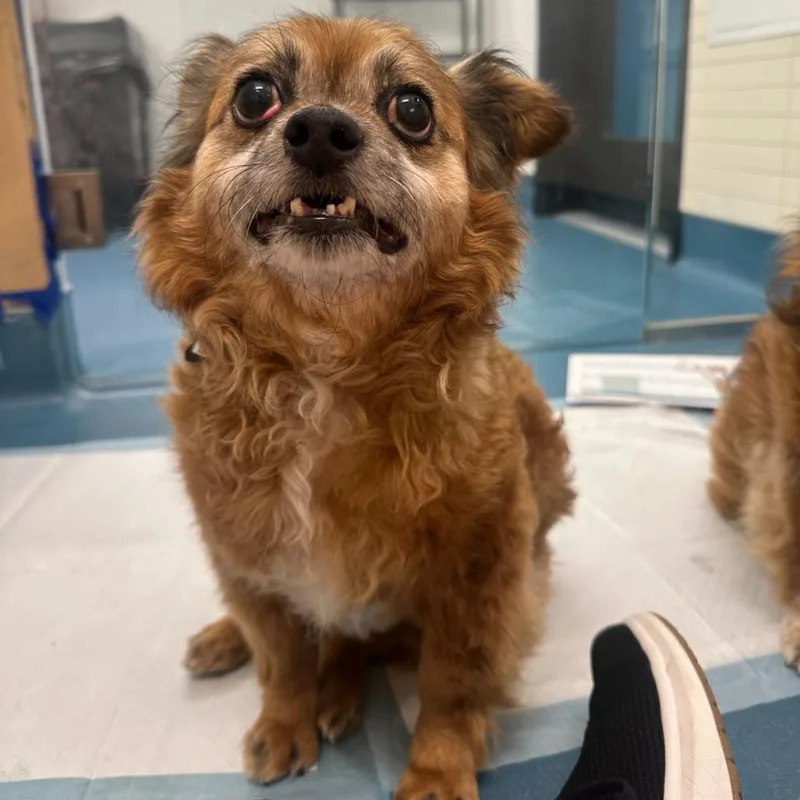 Ralph Lauren thumbnail 2