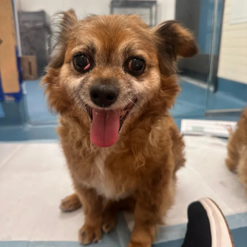 Ralph Lauren thumbnail 3