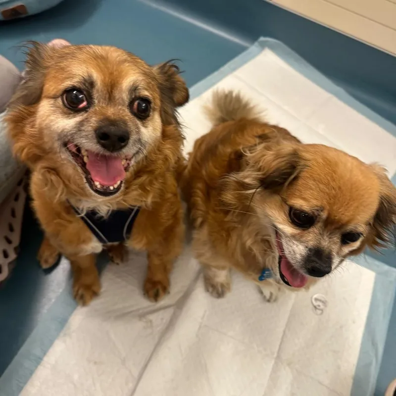 Ralph Lauren thumbnail 4