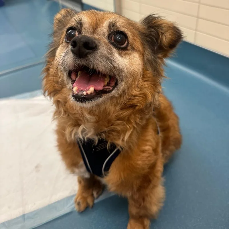 Ralph Lauren thumbnail 5