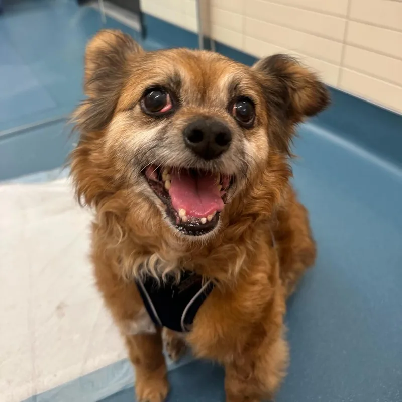 Ralph Lauren thumbnail 6