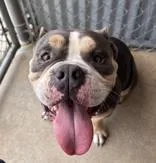 An adult medium-sized male Gray / Blue / Silver Terrier dog named Hambone for adoption in Cibolo, TX