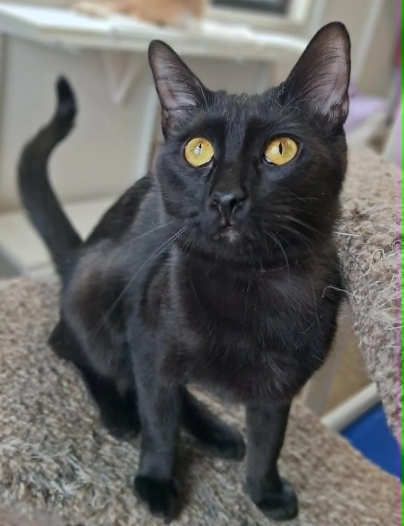 A young small-sized female Domestic Short Hair cat named Fava for adoption in Fremont, OH