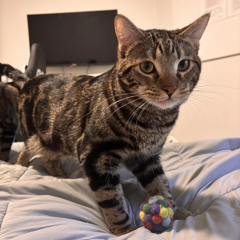 A young medium-sized male Tabby (Brown / Chocolate) Domestic Short Hair cat named Fitz for adoption in Orange, CA