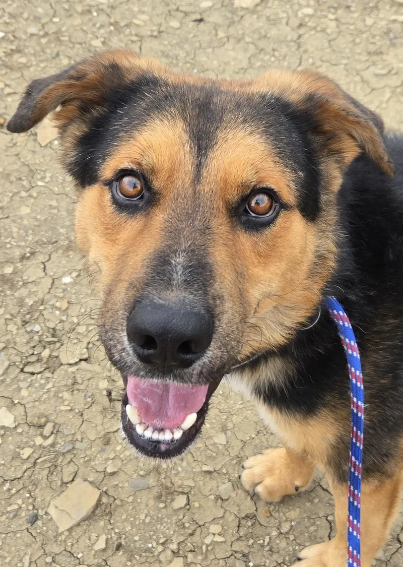 An adult medium-sized male German Shepherd Dog dog named Chaco for adoption in Grand Junction, CO