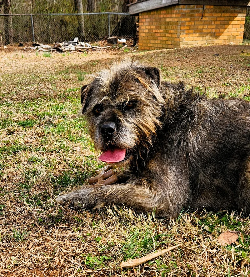 An adult large-sized male Terrier dog named Afro for adoption in Denver, NC